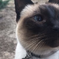 Giuliana (@gsppu) 's Twitter Profile