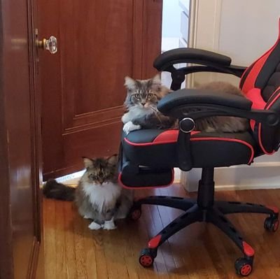 SqrrlSyndct's profile picture. I write, I read, I sometimes even think.
Writer.