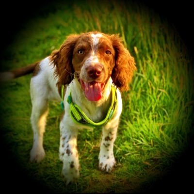 Carolan44398542's profile picture. Proud mum of two sons and one dog called Shep! Head of Bid Management and Pre-Sales Commsworld | Non Exec YPeople. All views are my own.