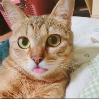 トラ (@kikuchiyo12345) 's Twitter Profile