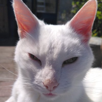 I'm Zee, here because I needed a twitter to make sure I get notifications about streams!