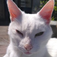 Zee (@zeeseazee) 's Twitter Profile