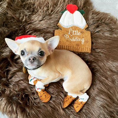 Poncho Elf
⭐️BIRTHDAY: December 1, 2019
⭐️AGE: 1 year old
⭐️BIRTH SIGN: Sagittarius
What breed is Poncho Elf? Chihuahua
https://t.co/s9R1H6nATo https://t.co/E6hTfrVUUt https://t.co/cc3HL5DOsR