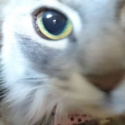🎀チコ (♀ 長毛MIX 8才🎂6/28)おっとり🐾໊
🎀わさび(♀ キジトラ 5才🎂10/20)おてんば🐾໊
ふたりとも元保護猫🐱🐱💕