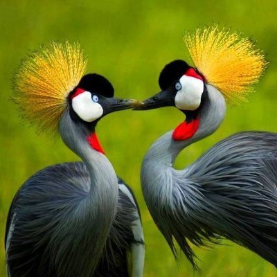 Stop The Hate Campaign, Stop Tribalism, Uganda needs PEACE Today!