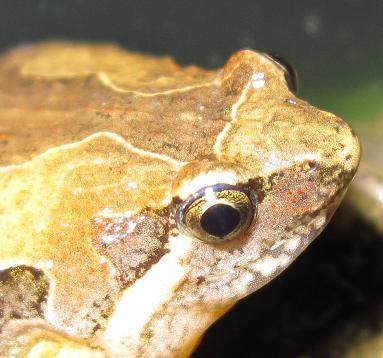 水生昆虫（川虫含む）の調査を趣味でやっております