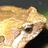 ikke_suise's profile image