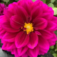 catherine duthie (@duthiecatherine) 's Twitter Profile