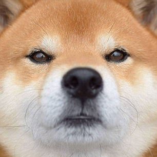 Angry Shiba