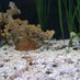 Ornamental Bee Shrimp 🎗 (@beeornamental) Twitter profile photo Ornamental Bee Shrimp 🎗 (@beeornamental) Twitter profile photo