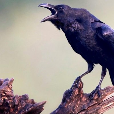 lauriefitzherb5's profile picture. overthinker