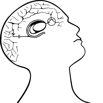 Our research combines computational modeling and experimental work to understand the neural mechanisms of motivated learning, choice and cognitive control.