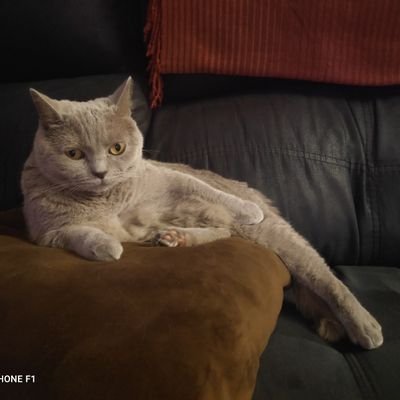 Diego_nava_diaz's profile picture. Administrador de sistemas informáticos en red y friki a tiempo completo.