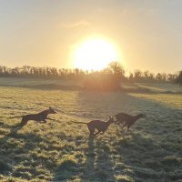 GreyhoundsSunrise2Sunset(@greyhoundcommun) 's Twitter Profile Photo