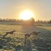 GreyhoundsSunrise2Sunset (@greyhoundcommun) Twitter profile photo