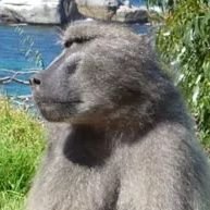 Primateさんのプロフィール画像