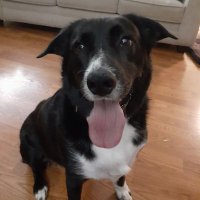 Chris Jervis (@jervass) 's Twitter Profile