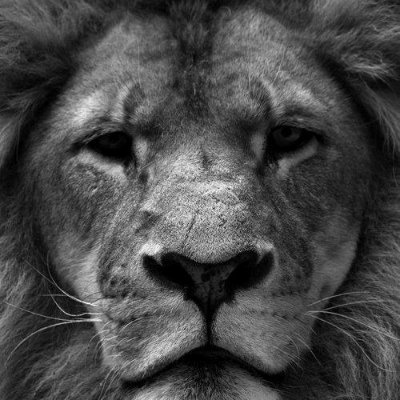 Kaiser_arny's profile picture. 