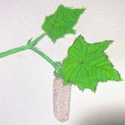 こきぎさんのプロフィール画像