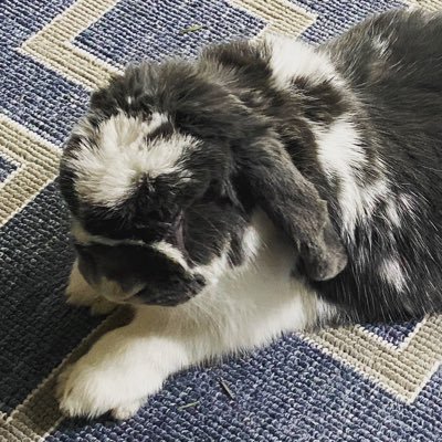 jakleintalent's profile picture. Fastpitch softball coach, attorney and politics junkie, travel & music fan, @SFGiants fan; seen on my own TV, friends with many