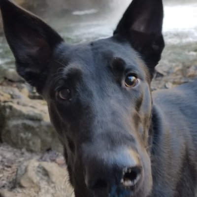 diverchic's profile picture. 