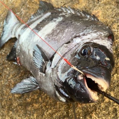 釣りと高知県が大好きな 『たかが石鯛されど石鯛』の三番叟◆底物◆磯釣り◆管理栄養士◆一日一日を大切に。感謝の心を忘れずに。高知の食と海と暮らしの情報集め大好き！食い意地の張った土佐清水市民です！食べること大好きで運動も大好きな単細胞型。車も私も燃費悪いので空腹になるとばっくれます