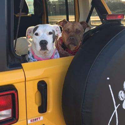 Smart, savvy female that loves all things sports! Mom of 2 grown men & 2 perfect Staffies 🐾🐾 ... Anddd, I’m a Jeep girl! ⭕️|||||||⭕️    #GoBlue