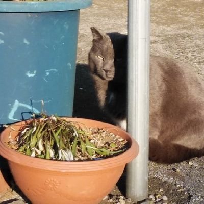 せな。さんのプロフィール画像