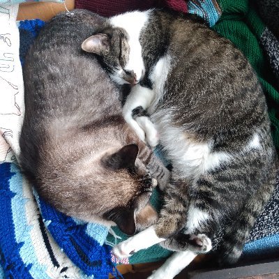 beanking666's profile picture. I live, I love, I have KITTIES!!