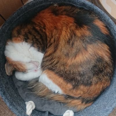 あちこちさんのプロフィール画像