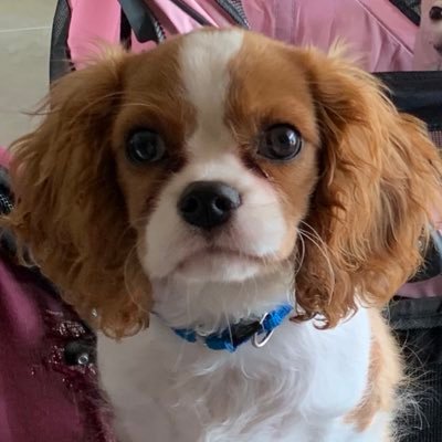 CarolinaLina775's profile picture. physician, devoted mother and partner. likes do not imply endorsement.