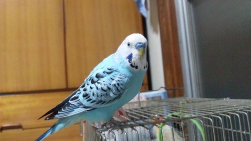 sataque's profile picture. 缶ビールを缶から直接飲むのは嫌い。