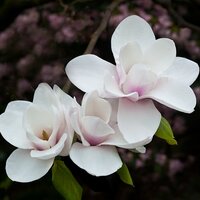 Dorothy Clive Garden (@dorothyclive) 's Twitter Profile