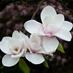 Dorothy Clive Garden (@dorothyclive) Twitter profile photo