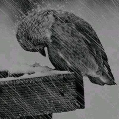 abo00elseed's profile picture. الم يعلم بان الله يري 🤷‍♂️💚