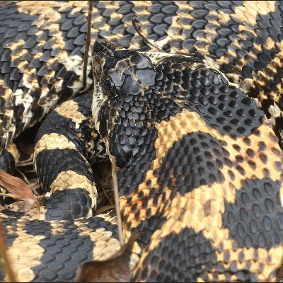 Tag @WildSnakeID for identification help, and follow for facts and information about commonly encountered North American snakes!

#wildlife #snake #snakeID