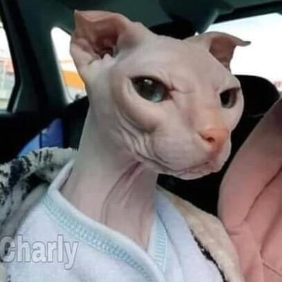 YunkiSG24's profile picture. 🌟Deja de lado las cosas complicadas
Preocuparse es una molestia
Sigue en este impulso ardiente
arde con fuerza.🌟