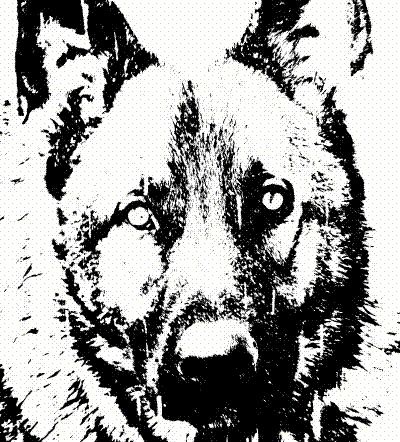 zzdogs's profile picture. Can you help a dog out?  VestNPDP helps save k9’s that help save us, by providing bulletproof vests.  Visit http://t.co/YrMIj1iQB6 to learn more.  Good dog!