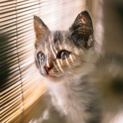 在宅ワークをしている主婦です▼テレビ番組やグルメ情報などエンタメを楽しみながらお届けします！自然や猫など好きなこともつぶやきます！