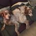 Lynne Hewitt (@pintapooch) Twitter profile photo Lynne Hewitt (@pintapooch) Twitter profile photo