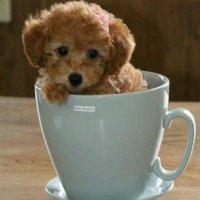 桃太 (@toshibowmomota) 's Twitter Profile