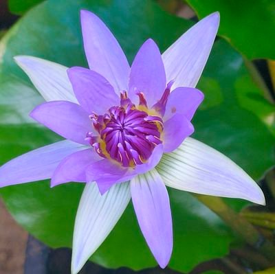 S15323139's profile picture. Passionate about growing organic food and gardening, I share my experiences in the garden along with garden DIY

https://t.co/VPLK3j9m54