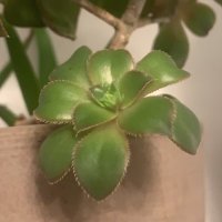 forgive us our debts (@balconyplant) 's Twitter Profile