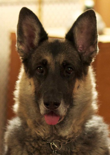 mspendlove's profile picture. Woof