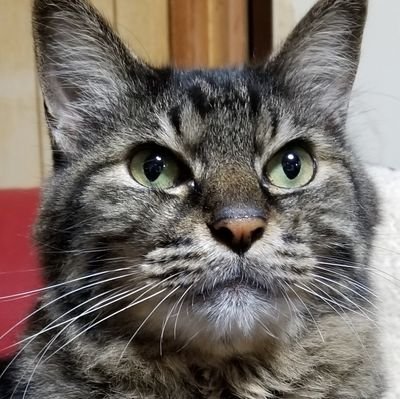 pvrnUwv5hGpnbmD's profile picture. 初心者ですが主にラジコンやってます
