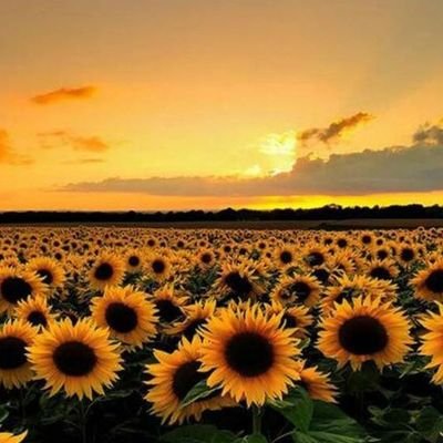 MissTrash5's profile picture. Angehefteter Tweet!! #fckafd #fcknzs  #YesToNoCovid #LebenRetten 

🇩🇪🇩🇪🇩🇪