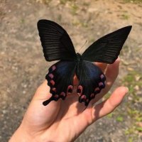 heart (@_butterflies19) 's Twitter Profile