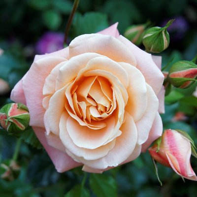 rois_x's profile picture. 🌱