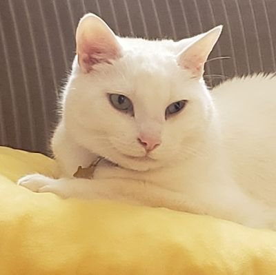 RudigerTheCat Profile Picture