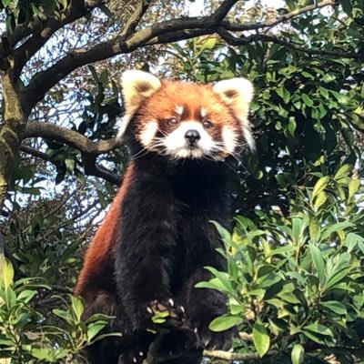 sosyu0421's profile picture. 山の麓で猫たちと住む山暮らし初心者です。日々、自然と猫と闘っています。レコード数千枚保有で毎日おウチで掘ってます。